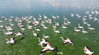 Gölde görüntülenen flamingolar görsel şölen oluşturdu