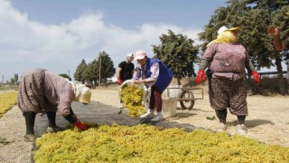 Gönüllü gençler üzüm kesti, üretimi yerinde öğrendi