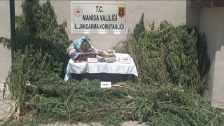 Gördeste jandarmadan kenevir operasyonu