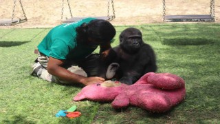 Goril Zeytin evine dönmek için gün sayıyor