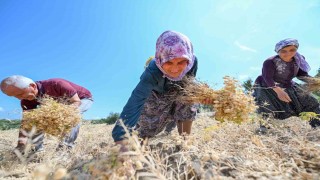 Gülnarda atalık tohum desteğiyle üretilen nohutlar hasat edildi