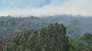 Gümüşhanede ağaçlık alanda yangın