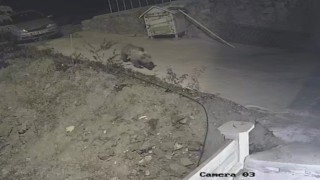 Gümüşhanede ayı, kedilere bırakılan mama kabına dadandı