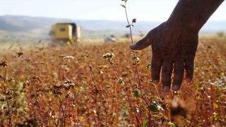 Gümüşhanede karabuğday hasadı başladı