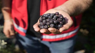 Gümüşhanede ‘süper meyve aronya yüksek verime ulaştı