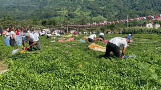 Güneyden Antepin zılgıtı ve kuzeyden Artvinin tulum sesi çaylıkta buluştu