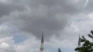 Güneye göç eden yüzlerce leylek İstanbul semalarında