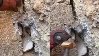 Hakkaride iki kayanın arasına sıkışan tilkiyi orman işçileri kurtardı