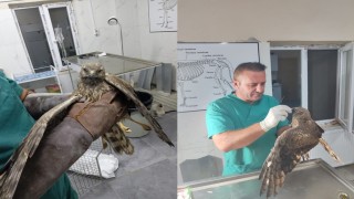 Hakkaride tedavi edilen şahin tekrar doğaya bırakıldı