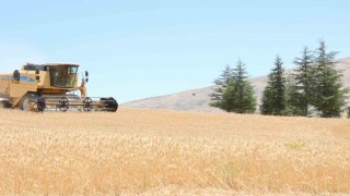 Halk Ekmek için buğday hasadı başladı