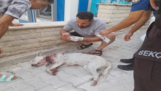 Hamile köpeğe tüfekle saldırı