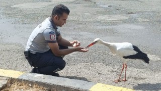 Hatay’da Bitkin Leylek Kurtarıldı: HBB Personeli Duyarlılığıyla Örnek Oldu