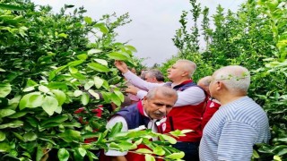 Hatayda narenciye bahçeleri zararlı organizmalara karşı incelendi