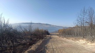 Hatayda orman yangını kontrol altına alındı