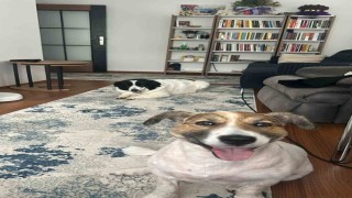 Hataydan Ankaraya uzanan dostluk: Depremzede 2 köpek yeniden bir arada