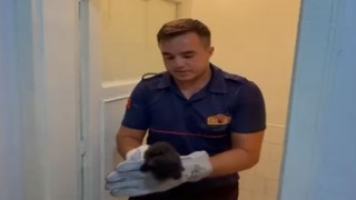 Havalandırma Boşluğuna Düşen Kedi İtfaiye Tarafından Kurtarıldı