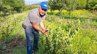 Hisarcıklı çiftçinin deneme amacıyla diktiği aronyalar ilk meyvelerini verdi