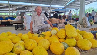 Hisarcıkta yerli kavun 20 TLden tezgâhta yerini aldı