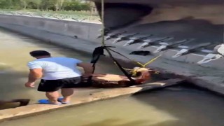 Iğdırda kanala düşen inek kepçe ile kurtarıldı