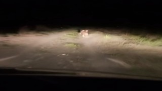 Iğdırda köye inen ayıyı arabayla kovaladılar