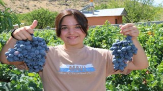 İki asırlık Üzümlünün bağlarında Cimin üzümü hasadı başladı