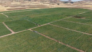 İki bin dönüme domates eken üretici: Dışarıda 25 liraya alacağınıza tarladan 8 liraya alın