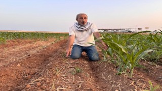 İki tohum arasındaki büyüme farkı çiftçiyi kızdırdı