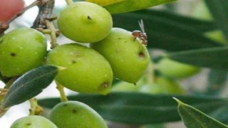 İlçe tarımdan zeytin sineğine karşı ilaçlama çağrısı
