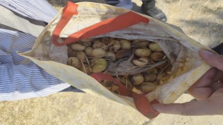 İncir hırsızı yakalandı