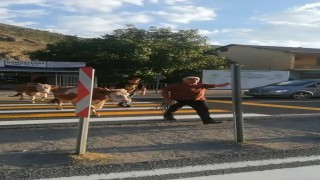 İnekler yaya geçidini kullandı, sahibi Mecburen dedi