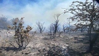 İzmirde ormanlık alanda yangın çıktı: Havadan ve karadan müdahale başladı