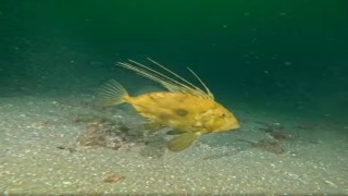 İzmit Körfezinde çamur gitti, yerine deniz canlıları geldi