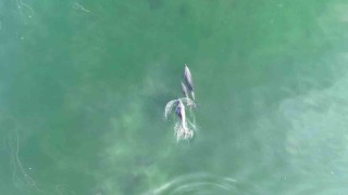 İzmit Körfezinde yunusların muhteşem dansı