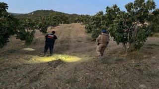 Jandarma incir hırsızlarına geçit vermiyor