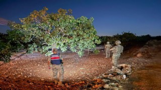 Jandarmanın fıstık nöbeti başladı