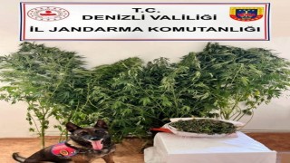 Jandarmanın uyuşturucu operasyonunda 24 kök kenevir, 2,5 kilo esrar ele geçirildi