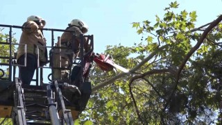 Kadıköyde kuvvetli rüzgar ağacı kırdı