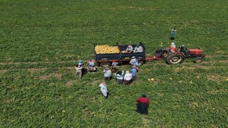 Kadın işçiler ekmek parasını topraktan çıkarıyor