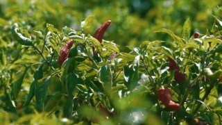 Kadınların biber mesaisi başladı