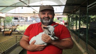 Kafasındaki poşetle sürüye kabusu yaşatan keçinin sahibi: Poşetin içinde küçük bir delik açmış oradan nefes alabiliyordu