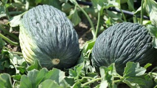 Kahramankazan kavunu için umutlar yeşerdi