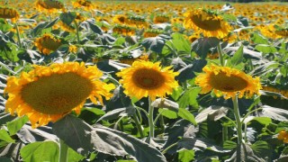 Kahramankazanda ayçiçeği tarlaları havadan görüntülendi