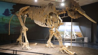 Kahramanmaraş Arkeoloji Müzesi Deprem Sonrası Yeniden Ziyarete Açıldı