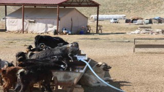 Kahramanmaraşta konargöçerler Ahır Dağı zirvesindeki yerlerini aldı