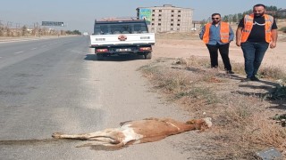 Kamyonetin çarptığı buzağı telef oldu