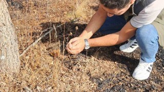 Kaplumbağa yangından son anda kurtarıldı