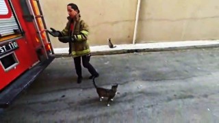 Karabükte boş daire balkonunda mahsur kalan kedi kurtarıldı