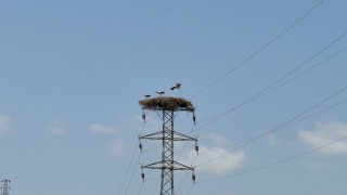 Karabükte leylek sürüsü ve yuvaları dronla görüntülendi