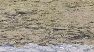 Karaçay Deresi’nde Yılanın Balık Avı Kameraya Yansıdı