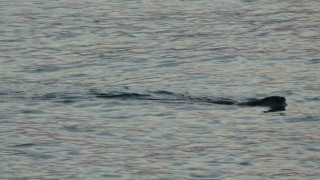 Karadenizde sık görülmeleri vatandaşları tedirgin etmişti, uzmanı konuştu